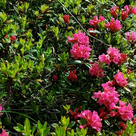 Lejlighed Mischabelblick Fiesch