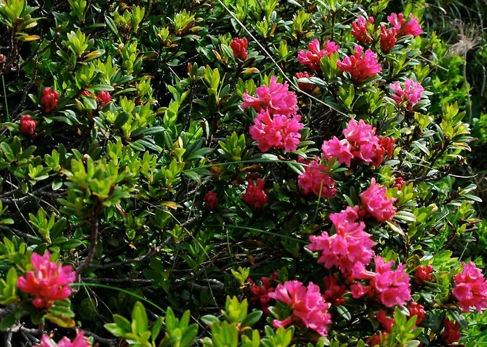 Apartment Mischabelblick Fiesch
