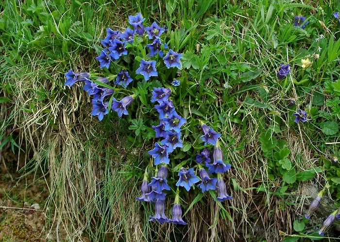 דירה Mischabelblick פיש